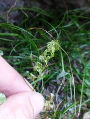 Anogramma leptophylla