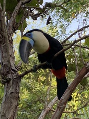 Ramphastos tucanus