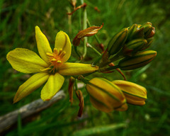 Bulbine bulbosa