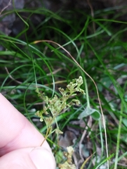 Anogramma leptophylla