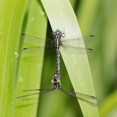 Austrogomphus prasinus