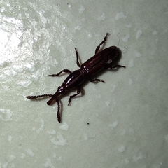 Amorphocephalina