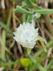 Chrysocephalum baxteri