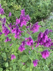 Salvia purpurea
