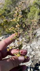 Solidago drummondii