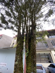 Tsuga chinensis