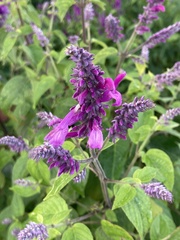 Salvia purpurea