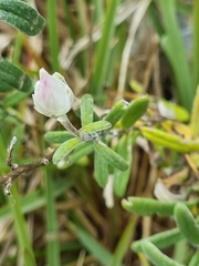 Chrysocephalum baxteri