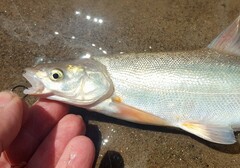 Gila elegans