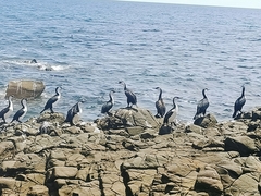 Phalacrocorax fuscescens