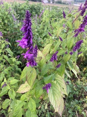 Salvia purpurea