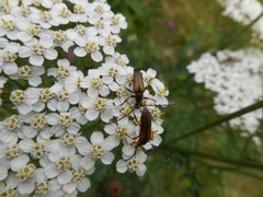 Alosterna tabacicolor
