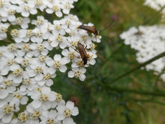 Alosterna tabacicolor