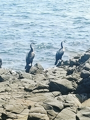 Phalacrocorax fuscescens