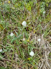 Chrysocephalum baxteri