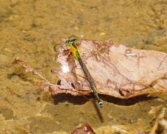 Ischnura pruinescens