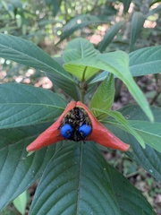 Palicourea tomentosa