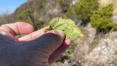 Solidago drummondii