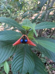 Palicourea tomentosa