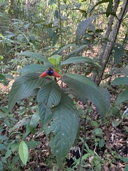 Palicourea tomentosa