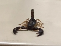Uroctonus mordax