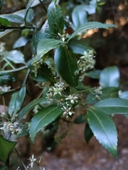 Euonymus spraguei
