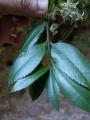 Euonymus spraguei