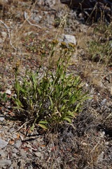 Solidagininae