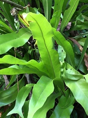 Microsorum punctatum