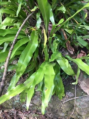 Microsorum punctatum