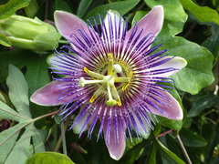 Passiflora alata × caerulea
