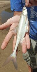 Gila elegans
