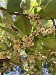 Laureliopsis philippiana