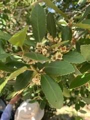 Laureliopsis philippiana