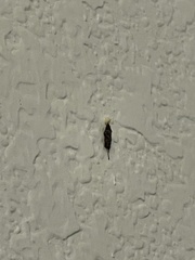 Tineinae