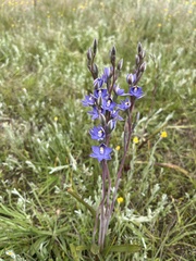 Thelymitra arenaria