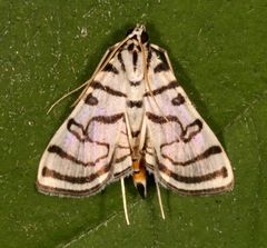 Conchylodes concinnalis