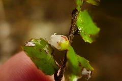 Gaultheria antipoda