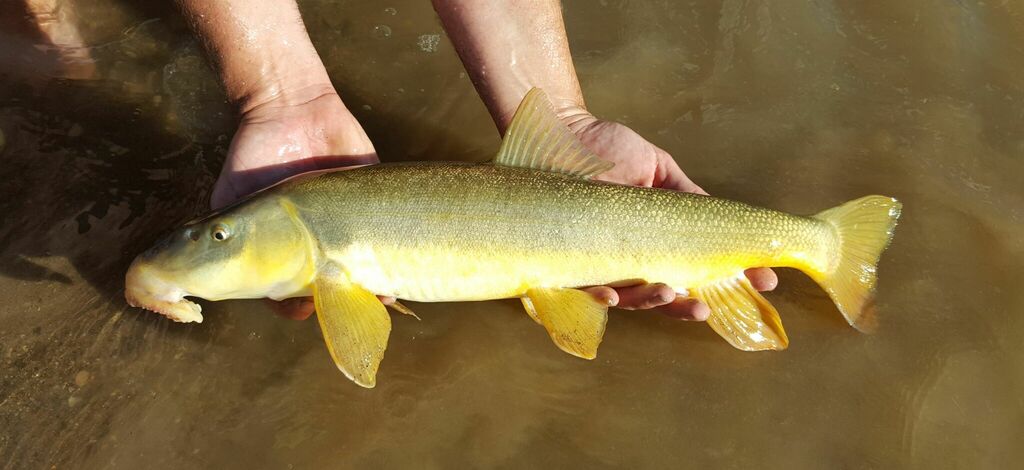 Flannelmouth Sucker