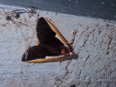Pylartes subcostalis