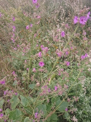Mirabilis viscosa