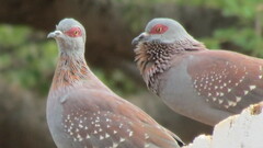 Columba guinea