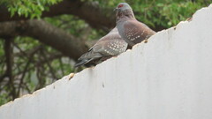 Columba guinea