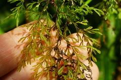 Hymenophyllum multifidum