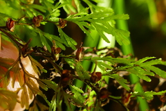 Hymenophyllum multifidum