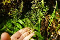 Hymenophyllum multifidum