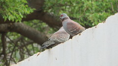 Columba guinea