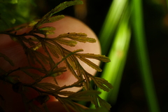 Hymenophyllum multifidum