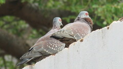 Columba guinea