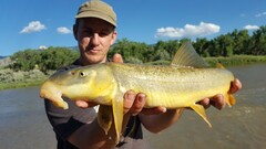 Catostomus latipinnis